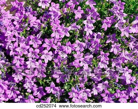 Bellflower (Campanula portenschlageana) View Large Photo Image Picture - Bellflower (Campanula portenschlageana). Fotosearch