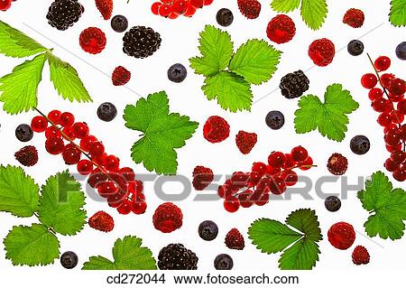 Berries: cranberries, raspberries, redcurrants, strawberries and blackberries View Large Photo Image Picture - Berries: cranberries, raspberries, redcurrants, strawberries and blackberries. Fotosearch