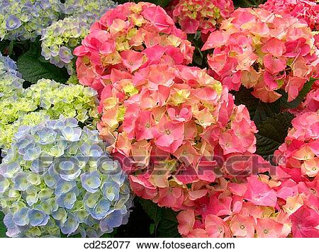 Bigleaf Hydrangeas (Hydrangea macrophylla) View Large Photo Image Stock Photo - Bigleaf Hydrangeas (Hydrangea macrophylla). Fotosearch