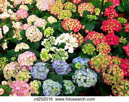 Bigleaf Hydrangeas (Hydrangea macrophylla) View Large Photo Image Stock Photograph - Bigleaf Hydrangeas (Hydrangea macrophylla). Fotosearch