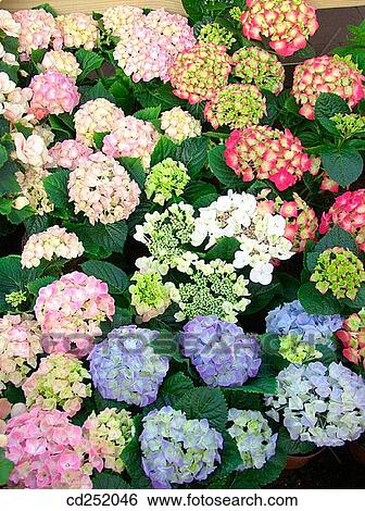 Bigleaf Hydrangeas (Hydrangea macrophylla) View Large Photo Image Stock Photograph - Bigleaf Hydrangeas (Hydrangea macrophylla). Fotosearch