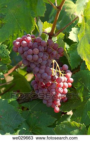 Stock Image - Black grapes (Vitis vinifera, var. Xarel. lo). Moi?, Ol? rdola, Alt Pened? s. Barcelona province, Catalonia, Spain. Fotosearch