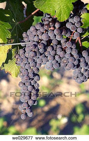 Black grapes (Vitis vinifera, var. Tempranillo). La M·nia, Alt Pened? s. Barcelona province, Catalonia, Spain View Large Photo Image Stock Photo - Black grapes (Vitis vinifera, var. Tempranillo). La M·nia, Alt Pened? s. Barcelona province, Catalonia, Spain. Fotosearch