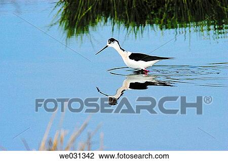 Stock Image - Black-necked Stilt (Himantopus himantopus). Los Barruecos Natural Park. Cßceres province, Spain. Fotosearch