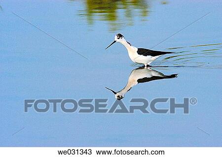 Black-necked Stilt (Himantopus himantopus). Los Barruecos Natural Park. Cßceres province, Spain View Large Photo Image Stock Image - Black-necked Stilt (Himantopus himantopus). Los Barruecos Natural Park. Cßceres province, Spain. Fotosearch
