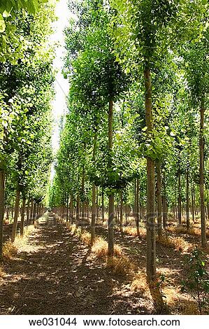 Black Poplars (Populus nigra). Fuentevaqueros, Granada province. Andalusia, Spain View Large Photo Image Picture - Black Poplars (Populus nigra). Fuentevaqueros, Granada province. Andalusia, Spain. Fotosearch