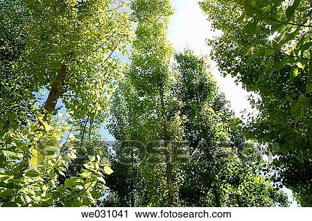 Black Poplars (Populus nigra). Fuentevaqueros, Granada province. Andalusia, Spain View Large Photo Image Stock Image - Black Poplars (Populus nigra). Fuentevaqueros, Granada province. Andalusia, Spain. Fotosearch