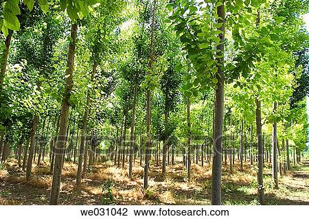 Black Poplars (Populus nigra). Fuentevaqueros, Granada province. Andalusia, Spain View Large Photo Image Stock Image - Black Poplars (Populus nigra). Fuentevaqueros, Granada province. Andalusia, Spain. Fotosearch