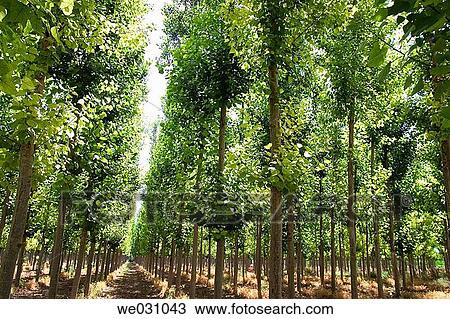Black Poplars (Populus nigra). Fuentevaqueros, Granada province. Andalusia, Spain View Large Photo Image Stock Image - Black Poplars (Populus nigra). Fuentevaqueros, Granada province. Andalusia, Spain. Fotosearch