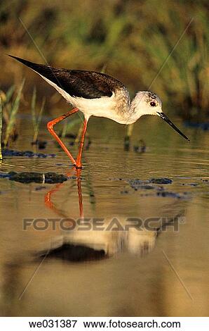 Black-winged Stilt (Himantopus himantopus). Mßlaga, Andalusia, Spain View Large Photo Image Stock Photo - Black-winged Stilt (Himantopus himantopus). Mßlaga, Andalusia, Spain. Fotosearch