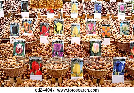 Bloemenmarkt (floating flower market) on Singel Canal. Amsterdam. Netherlands View Large Photo Image Stock Photo - Bloemenmarkt (floating flower market) on Singel Canal. Amsterdam. Netherlands. Fotosearch