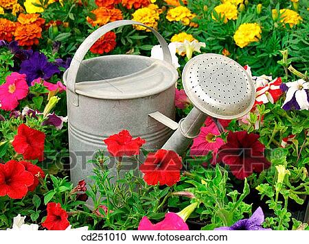 bloom, blossom, Close-up, concept, day View Large Photo Image Stock Image - bloom, blossom, Close-up, concept, day. Fotosearch