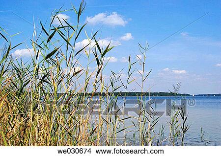 blue, coastal, coast, calm, Aquatic plant View Large Photo Image Picture - blue, coastal, coast, calm, Aquatic plant. Fotosearch