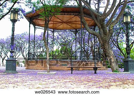 Blue Jacaranda (Jacaranda mimosifolia) by kiosk, Alameda Vieja, Jerez de la Frontera. Cßdiz province, Andalusia, Spain View Large Photo Image Stock Image - Blue Jacaranda (Jacaranda mimosifolia) by kiosk, Alameda Vieja, Jerez de la Frontera. Cßdiz province, Andalusia, Spain. Fotosearch