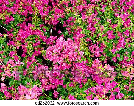 Stock Image - Bougainvillea (Bougainvillea spectabilis). Fotosearch