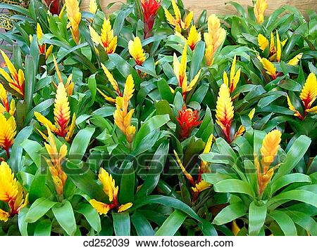Stock Photo - Bromeliad (Vriesea sp. ). Fotosearch
