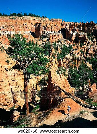 Bryce Canyon National Park, visitor hiking on track. Utah, USA View Large Photo Image Stock Photograph - Bryce Canyon National Park, visitor hiking on track. Utah, USA. Fotosearch