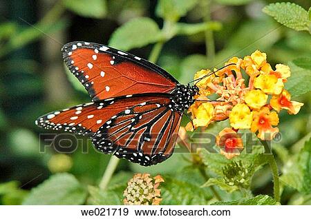 Butterfly feeding on leaves and flowers View Large Photo Image Stock Photo - Butterfly feeding on leaves and flowers. Fotosearch