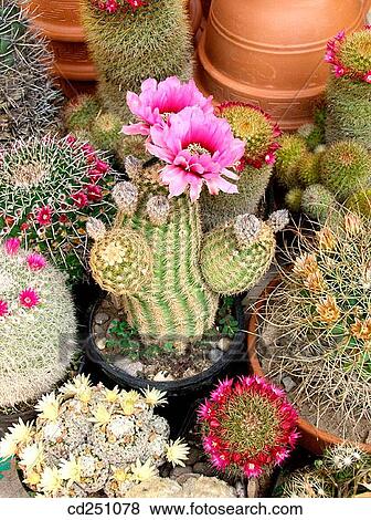 Cactus flowers (Echinocereus, Mammillaria) View Large Photo Image Stock Photo - Cactus flowers (Echinocereus, Mammillaria). Fotosearch
