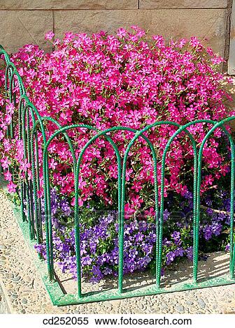 Stock Photography - Campion (Silene sp. ) and Bellflower (Campanula portenschlageana). Fotosearch