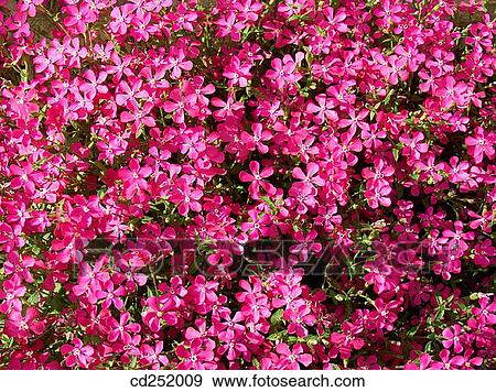 Campion (Silene sp. ) View Large Photo Image Stock Photo - Campion (Silene sp. ). Fotosearch