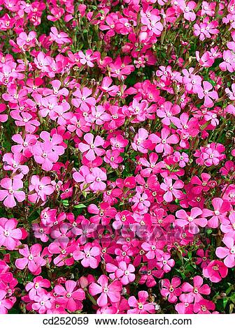 Stock Photo - Campion (Silene sp. ). Fotosearch