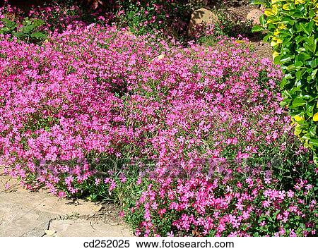 Campion (Silene sp. ) View Large Photo Image Stock Photography - Campion (Silene sp. ). Fotosearch