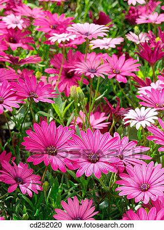 Cape Marigolds (Dimorphoteca hybr. ) View Large Photo Image Stock Image - Cape Marigolds (Dimorphoteca hybr. ). Fotosearch