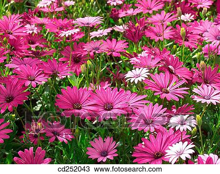 Cape Marigolds (Dimorphoteca hybr. ) View Large Photo Image Stock Image - Cape Marigolds (Dimorphoteca hybr. ). Fotosearch
