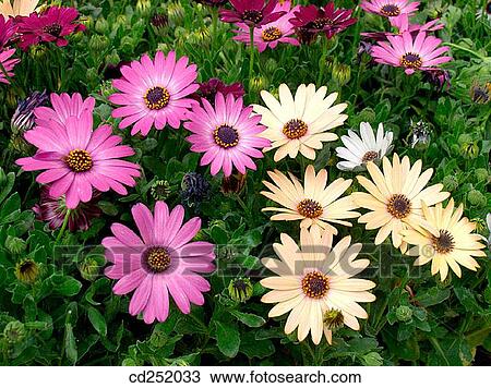 Cape Marigolds (Dimorphoteca sp. ) View Large Photo Image Stock Image - Cape Marigolds (Dimorphoteca sp. ). Fotosearch