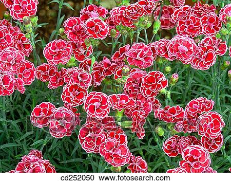 Stock Image - Carnations (Dianthus hybr. ). Fotosearch