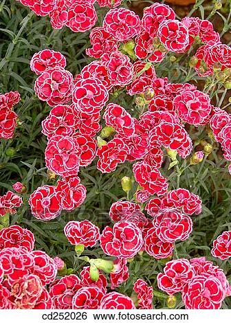 Carnations (Dianthus hybr. ) View Large Photo Image Stock Photograph - Carnations (Dianthus hybr. ). Fotosearch