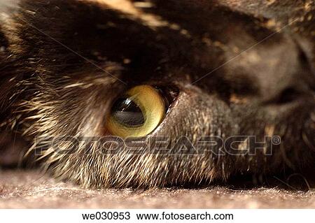 Cat View Large Photo Image Stock Image - Cat. Fotosearch
