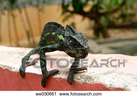 Chamaeleon View Large Photo Image Stock Image - Chamaeleon. Fotosearch