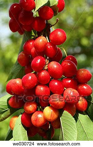 Cherries View Large Photo Image Picture - Cherries. Fotosearch