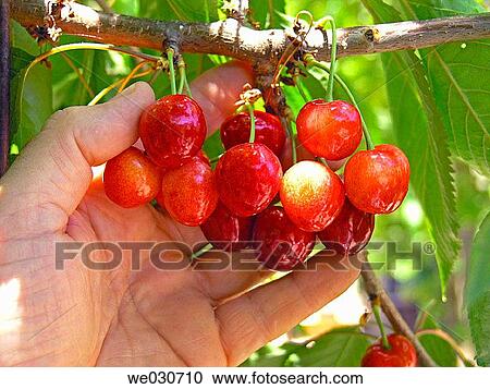 Cherries View Large Photo Image Stock Image - Cherries. Fotosearch