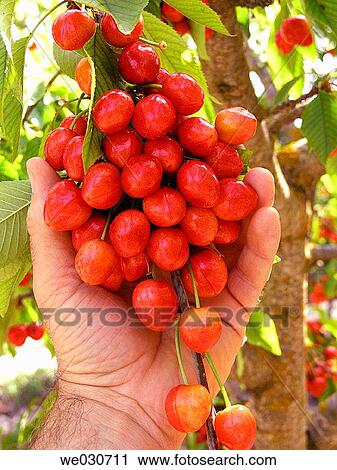 Stock Image - Cherries. Fotosearch