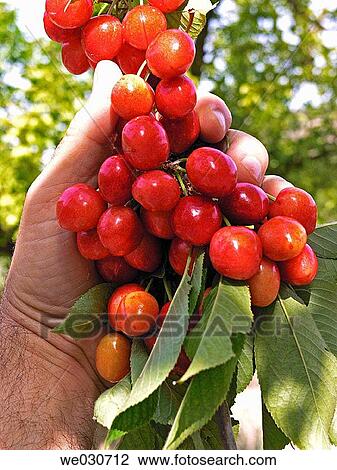 Stock Image - Cherries. Fotosearch