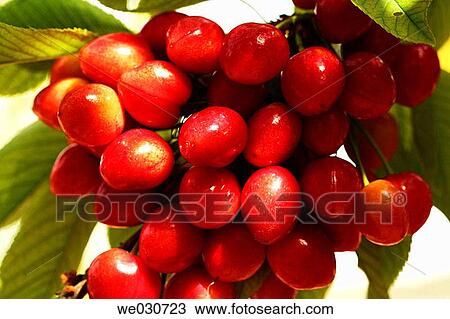Cherries View Large Photo Image Stock Image - Cherries. Fotosearch