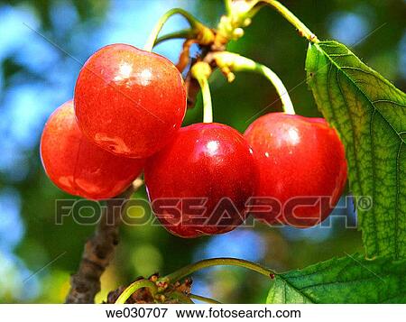 Cherries View Large Photo Image Stock Photo - Cherries. Fotosearch
