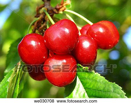 Cherries View Large Photo Image Stock Photo - Cherries. Fotosearch