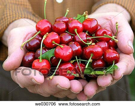 Cherries View Large Photo Image Stock Photograph - Cherries. Fotosearch
