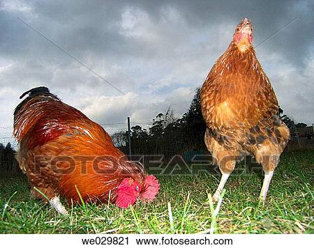 Chickens View Large Photo Image Stock Image - Chickens. Fotosearch
