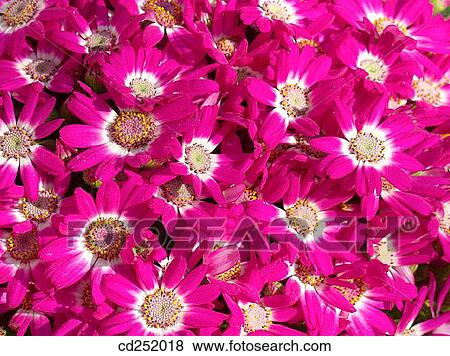 Cineraria (Cineraria hybr. ) View Large Photo Image Stock Photo - Cineraria (Cineraria hybr. ). Fotosearch