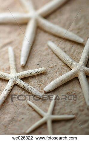 Close up detail photo of a starfish on the beach. View Large Photo Image Stock Image - Close up detail photo of a starfish on the beach.. Fotosearch