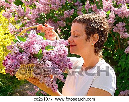 Common Purple Lilac (Syringa vulgaris) View Large Photo Image Stock Photo - Common Purple Lilac (Syringa vulgaris). Fotosearch