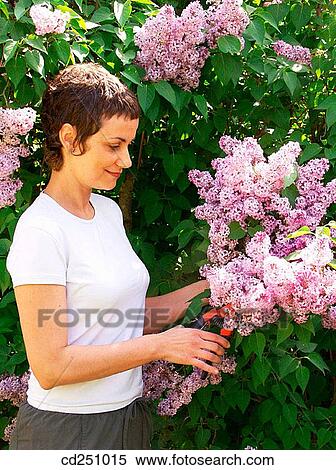 Common Purple Lilac (Syringa vulgaris) View Large Photo Image Stock Photography - Common Purple Lilac (Syringa vulgaris). Fotosearch