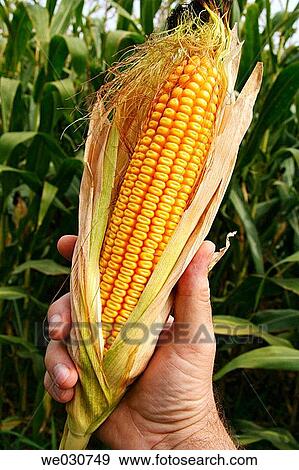 Stock Photo - Corn. Fotosearch