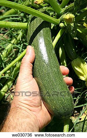 Stock Photograph - Courgette. Fotosearch