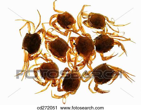 Crabs View Large Photo Image Stock Image - Crabs. Fotosearch